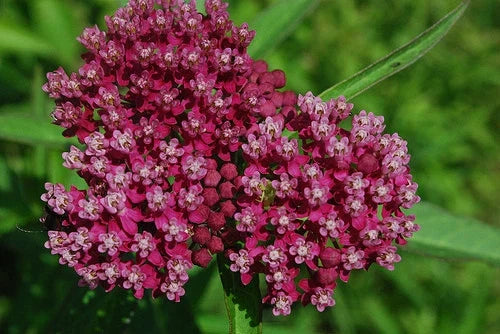 Swamp Milkweed Seeds 50 Pack Pink Red Rose Asclepias incarnata Butterfly Attracting Pollinator Plant GroCo USA