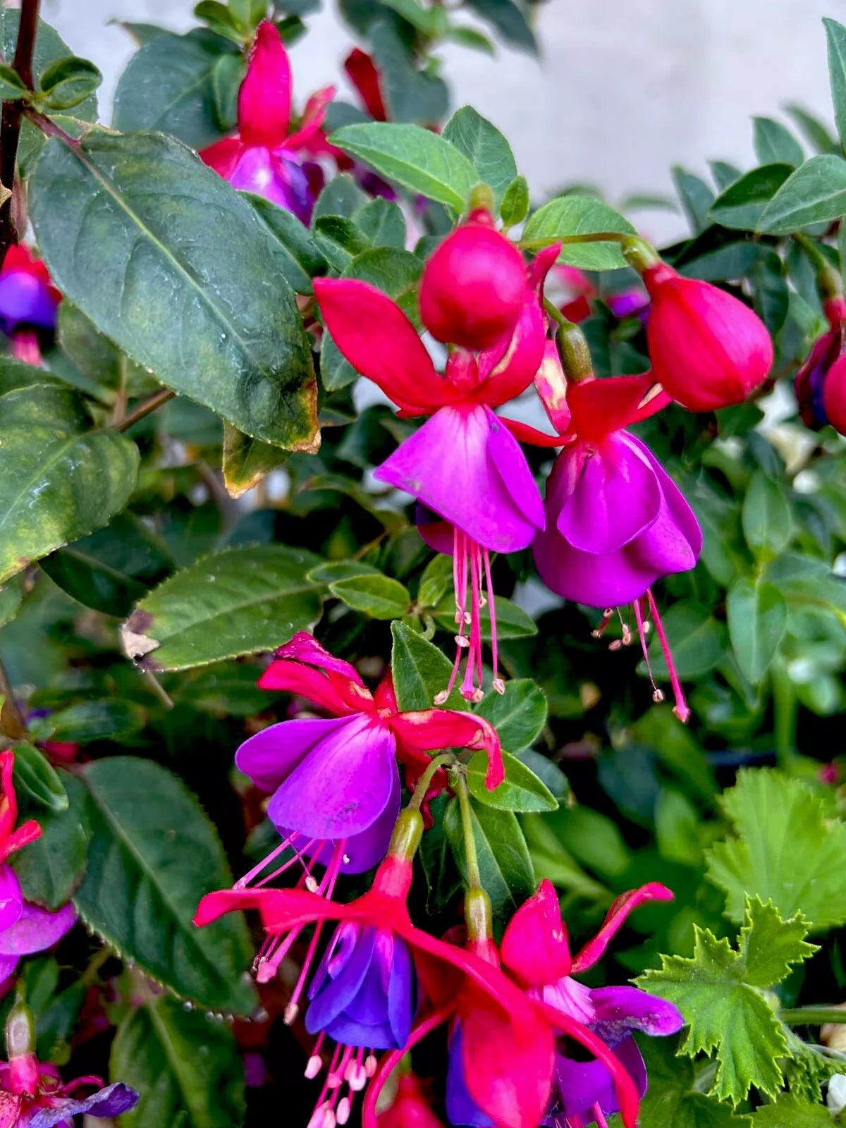 Blue Eyes Fuchsia Live Plant, 3" Pot, Fuchsia magellanica, Compact, Low Maintenance, Attracts Hummingbirds & Butterflies