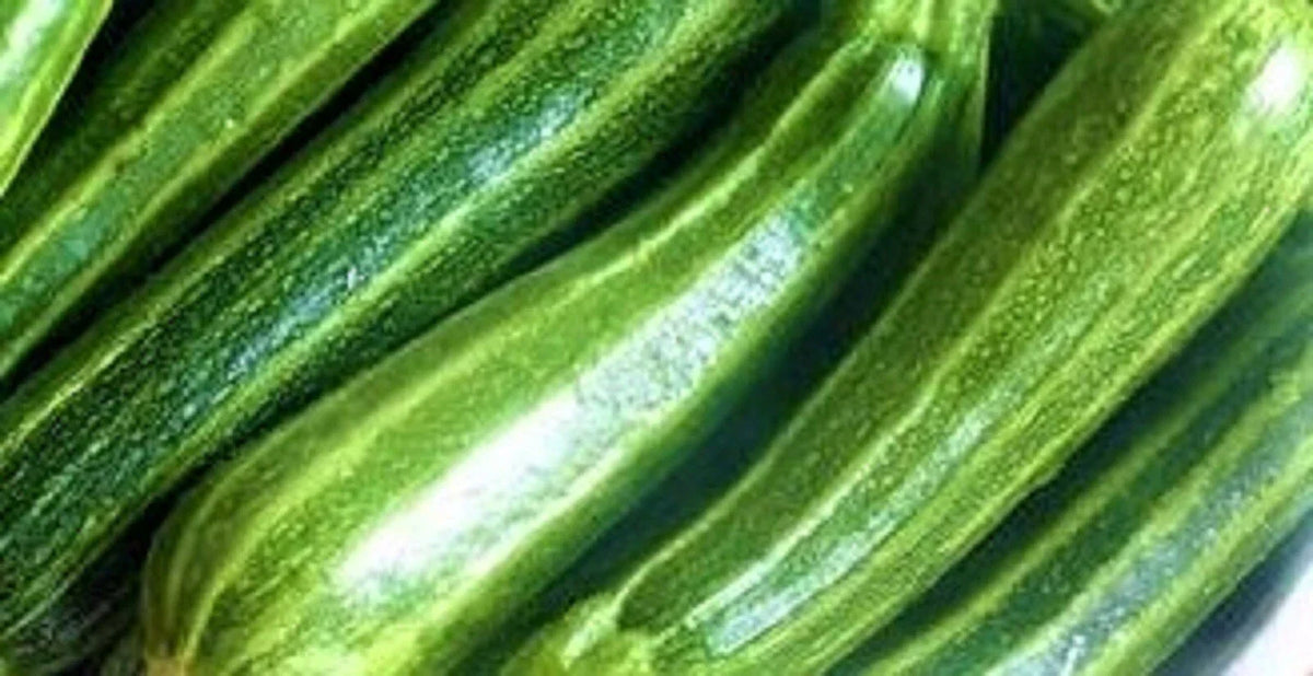 Cocozelle Zucchini Seeds 30 Non-GMO Heirloom Cucurbita pepo - Tender Flavorful Zucchini for Home Gardening