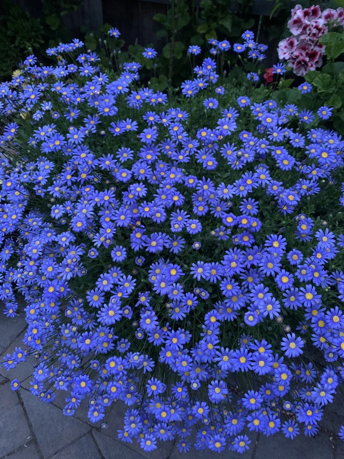Blue Daisies Perennial Plants - 10 Pack in 4 Inch Pots - Bellis perennis - Vibrant Blue Flowers for Garden and Landscaping