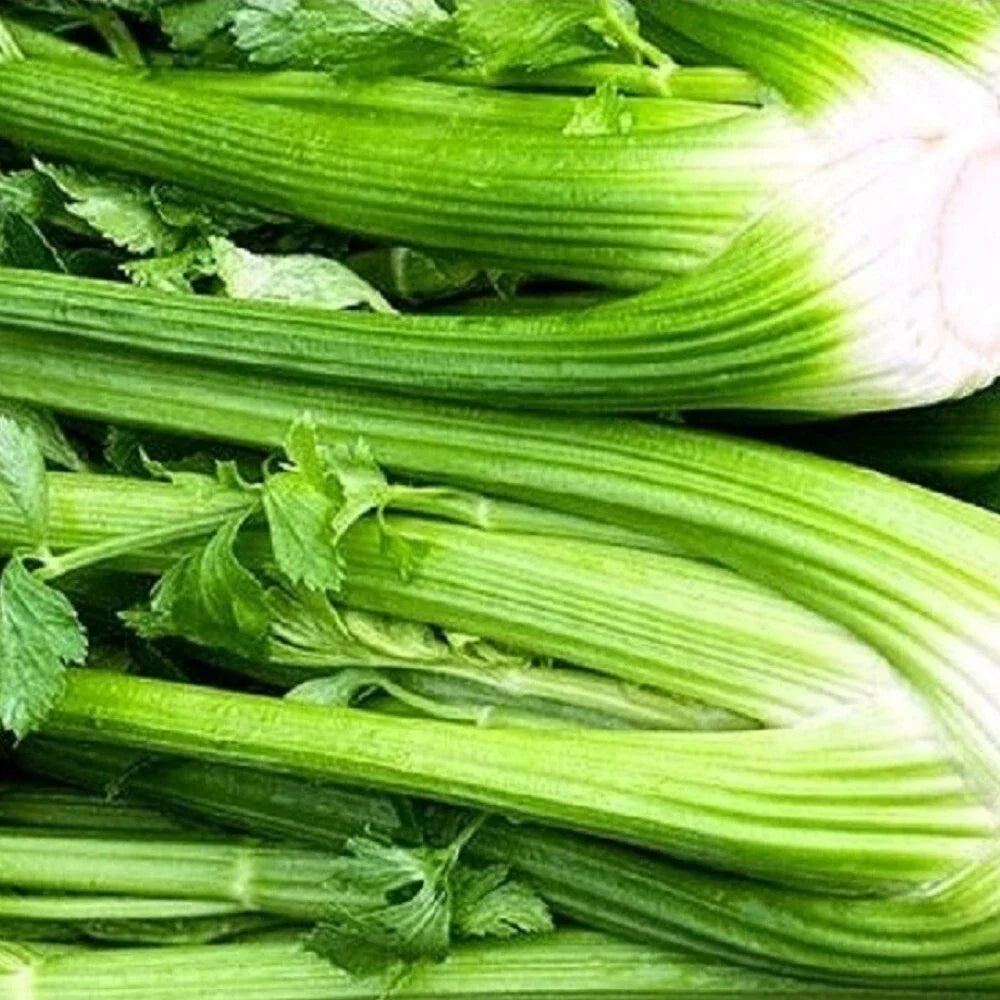 Tall Utah Celery Seeds | NON-GMO Heirloom | Apium graveolens | Fresh Garden Seeds for Flavorful Harvests