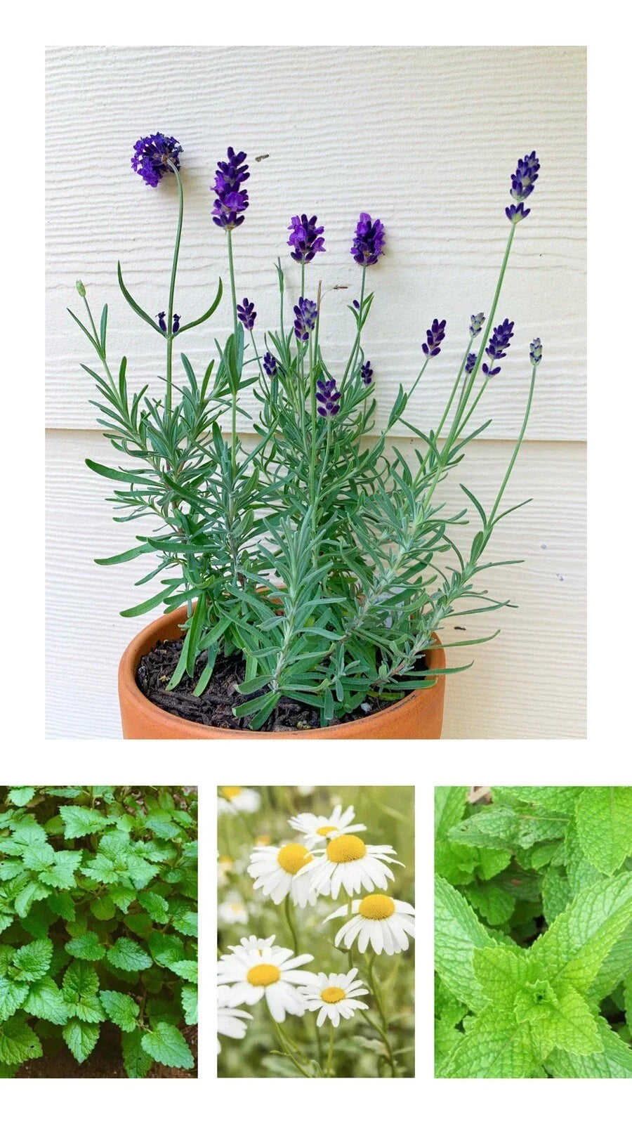 Herbal Tea Garden Seeds - Organic Herbal Blend - Peppermint, Chamomile, Lavender, Lemon Balm - Non-GMO, Easy to Grow