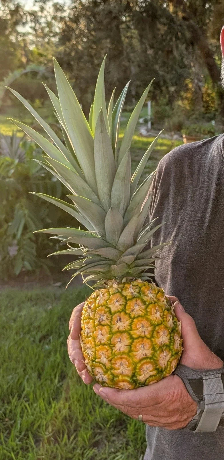 Pineapple Live Starter Plants 3 Pack MD2 Super Sweet Honey Gold Ananas comosus - Tropical Garden Essential