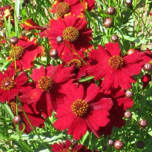 Coreopsis Seeds | Tall Red Plains | Non-GMO Flower Seeds | Coreopsis tinctoria | 500 Seeds