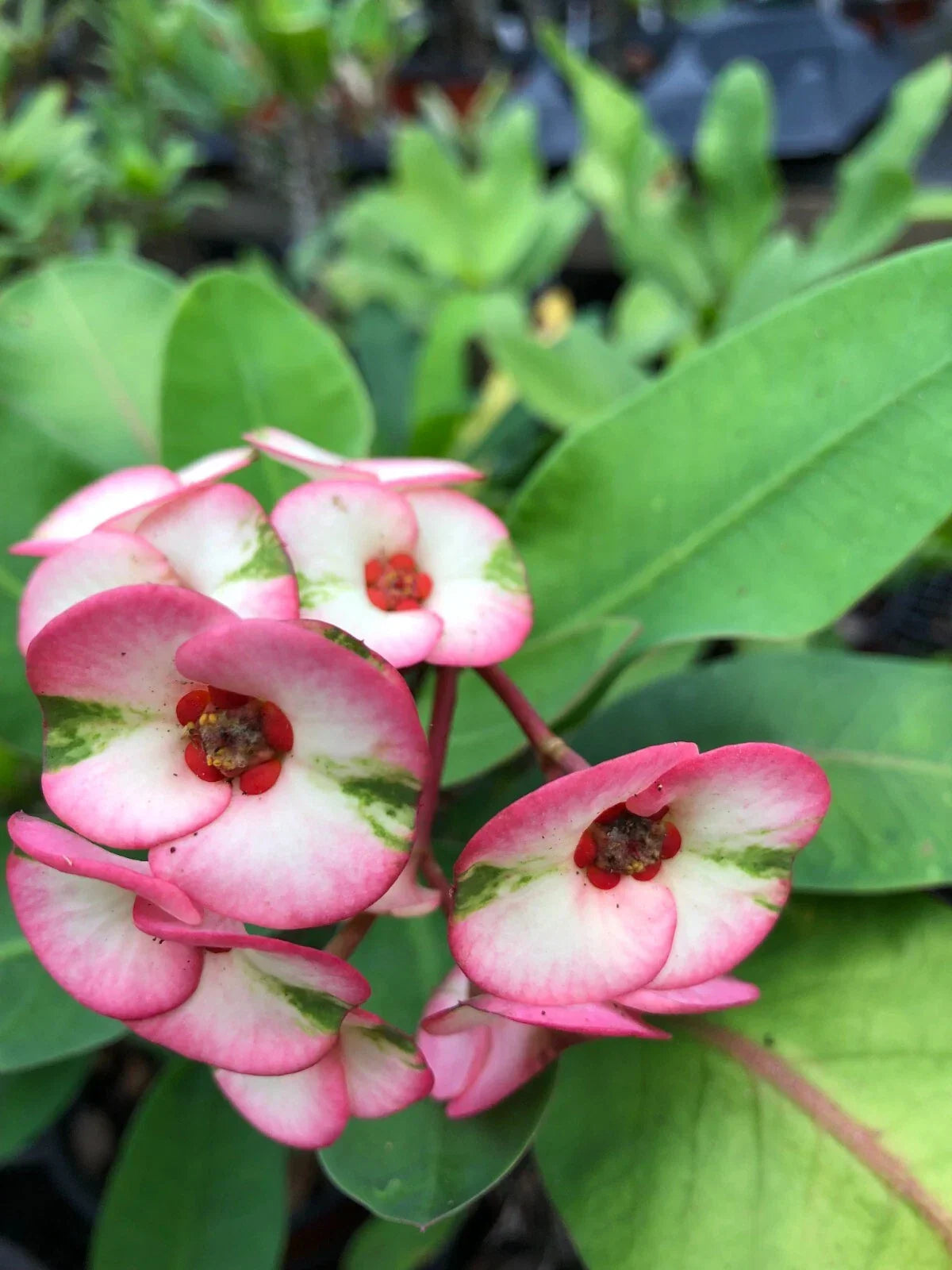 Thai Hybrid Crown of Thorns Lullabye Rooted Cutting - Euphorbia milii Variegated Succulent Plant for Indoor/Outdoor Gardening