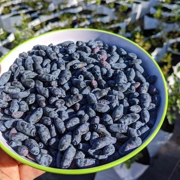Indio Treat Honeyberry Plant - Edible Shrub - Lonicera caerulea - Hardy for Zones 3-8 - Low Maintenance Garden Plant