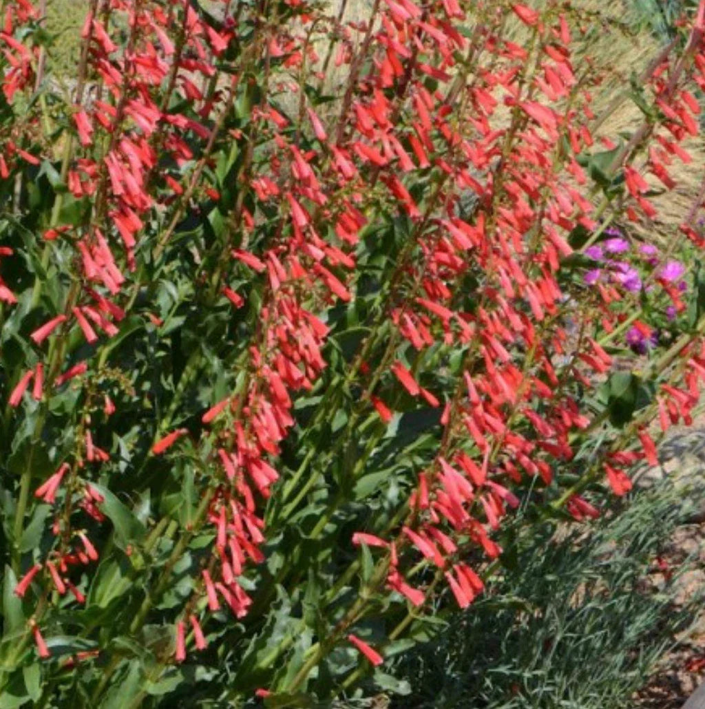 Penstemon Seeds - Eaton's Red Hummingbird Beardtongue - Perennial Flowering Plant (Penstemon eatonii) - 100 Seeds