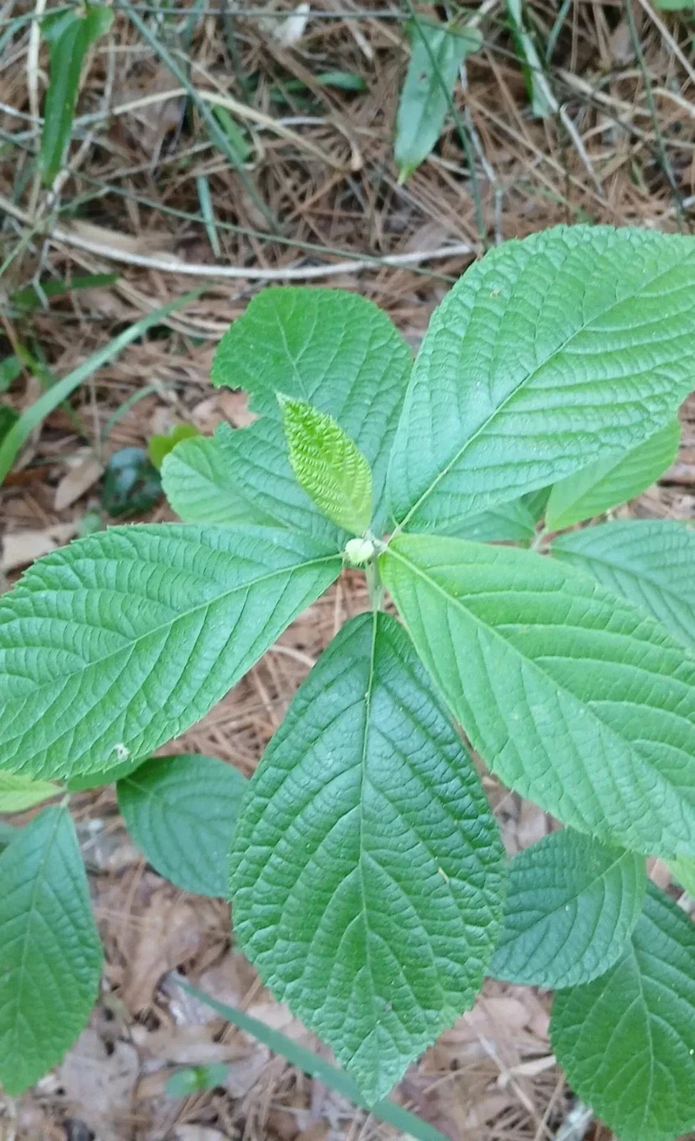 Sweet Pepperbush Plants 10-12" Tall - 5 Live Ornamental Clethra alnifolia - Fragrant Native Shrub for Pollinators