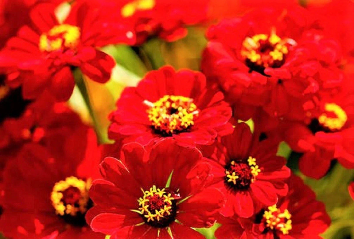 Zinnia Seeds - 100+ Non-GMO Scarlet Flame - Bright Red Flowers - Zinnia elegans - Easy to Grow, Attracts Butterflies