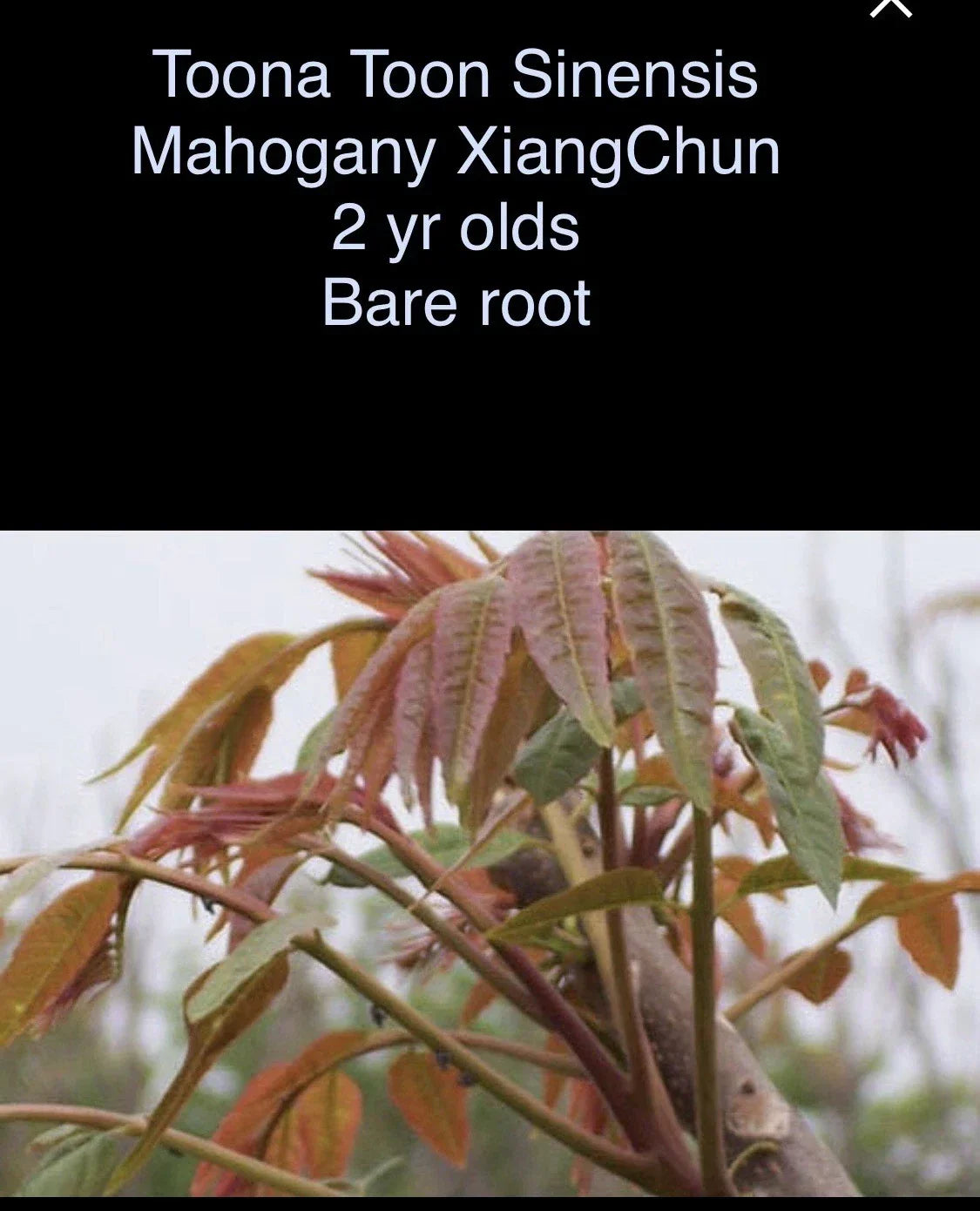 Bare Root Plant 1-2 ft Mahogany XiangChun Toona Sinensis - Fast Growing Chinese Mahogany Tree for Landscaping