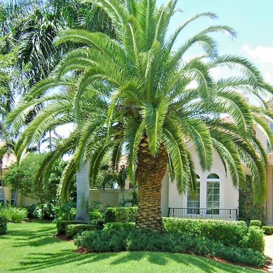 Canary Island Date Palm Seeds - 10 Count, Hardy Fruit Plant, Phoenix Canariensis, Tropical Oasis Garden Seeds