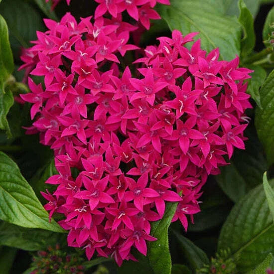Pentas Seeds - 100 Count - Graffiti Lipstick - Colorful Flowering Plant - Pentas lanceolata for Garden
