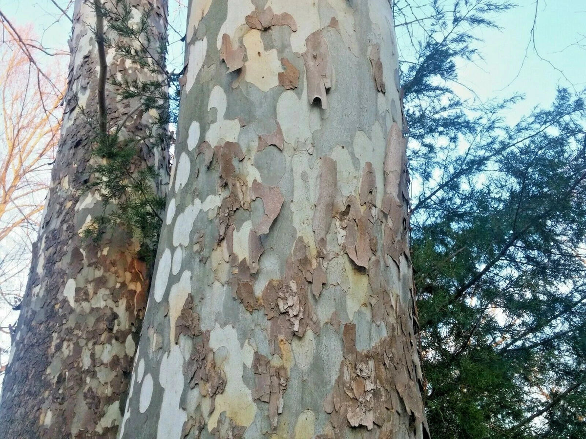 American Sycamore Seeds 150 Count - Platanus occidentalis Buttonwood Tree for Large Gardens and Natural Habitats