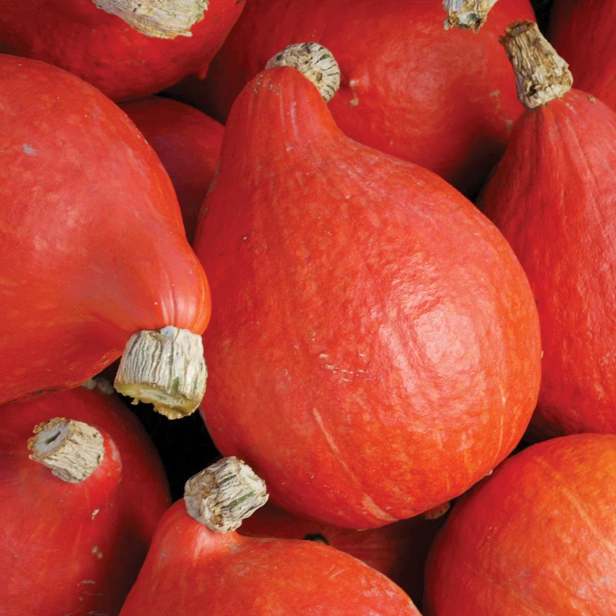 Red Kuri Squash Seeds 5 Ct Heirloom Non-GMO Orange Uchiki Cucurbita maxima for Home Garden