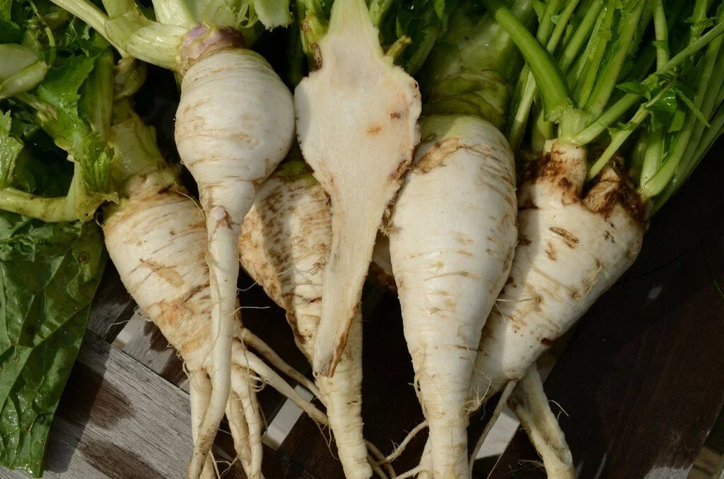 Shogoin Turnip Seeds - Non-GMO Japanese Salad Variety - Brassica rapa - Fast-Growing for Containers and Urban Gardens