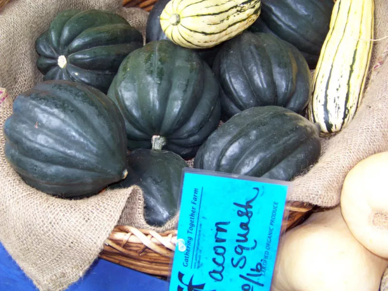 Acorn Squash Seeds - Table Queen Variety - 47 Non-GMO Seeds - Cucurbita pepo - Easy to Grow, High Yield