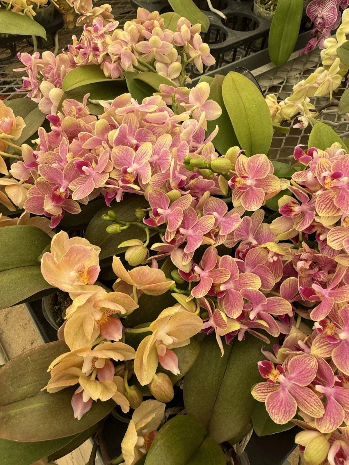 Mini Phalaenopsis Orchid Plant in Bloom, 2-Inch Pot, Colorful Houseplant, Phalaenopsis spp.