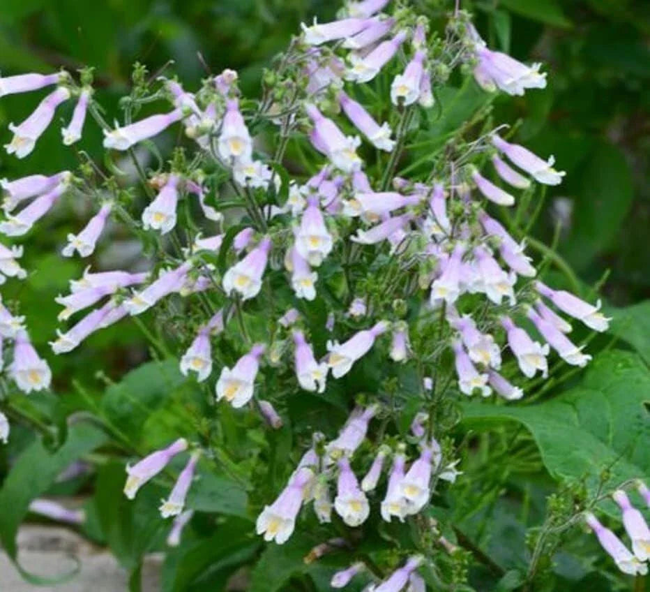 Hairy Beardtongue Seeds (200 Seeds) - Penstemon hirsutus - Native Wildflower Garden Seeds for Pollinators