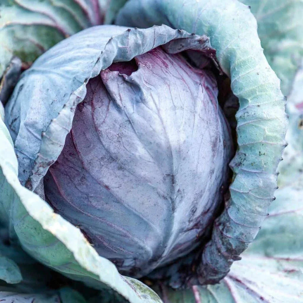 Stonehead Cabbage Seeds - 500+ Premium Non-GMO Seeds - Brassica oleracea - Compact Round Heads for Home Gardening