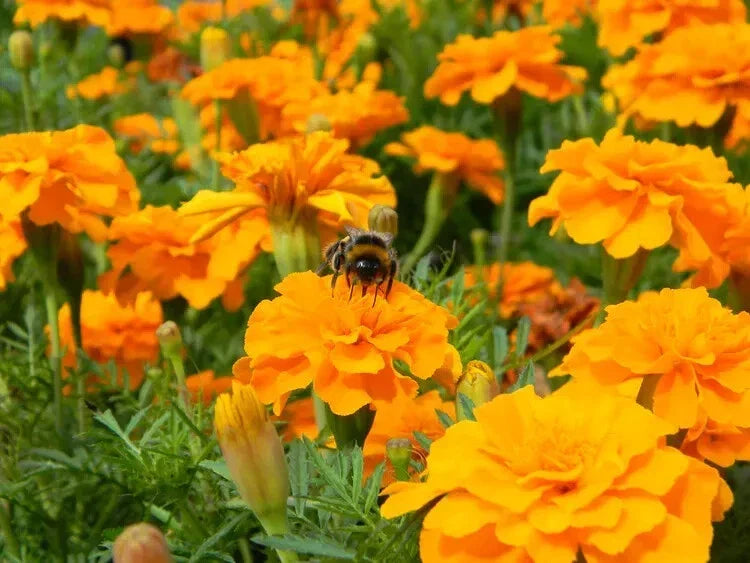 Cresta Orange Marigold Seeds - 25+ Pack - Tagetes erecta - Bright Orange Garden Flowers - USA