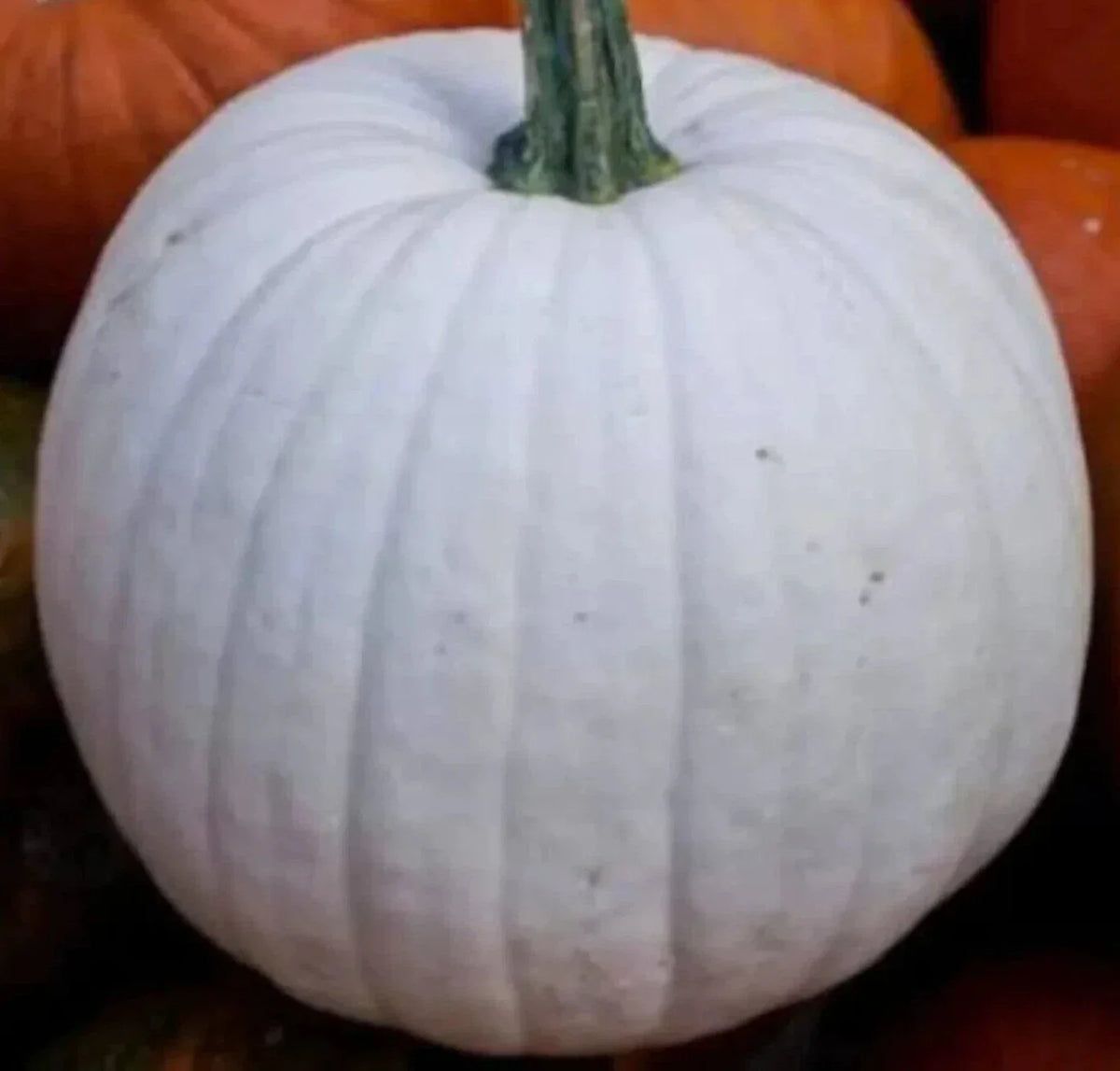 White Pumpkin Seeds 10+ "Casper" Variety for Halloween - Cucurbita pepo - Unique White Squash for Decorating & Cooking