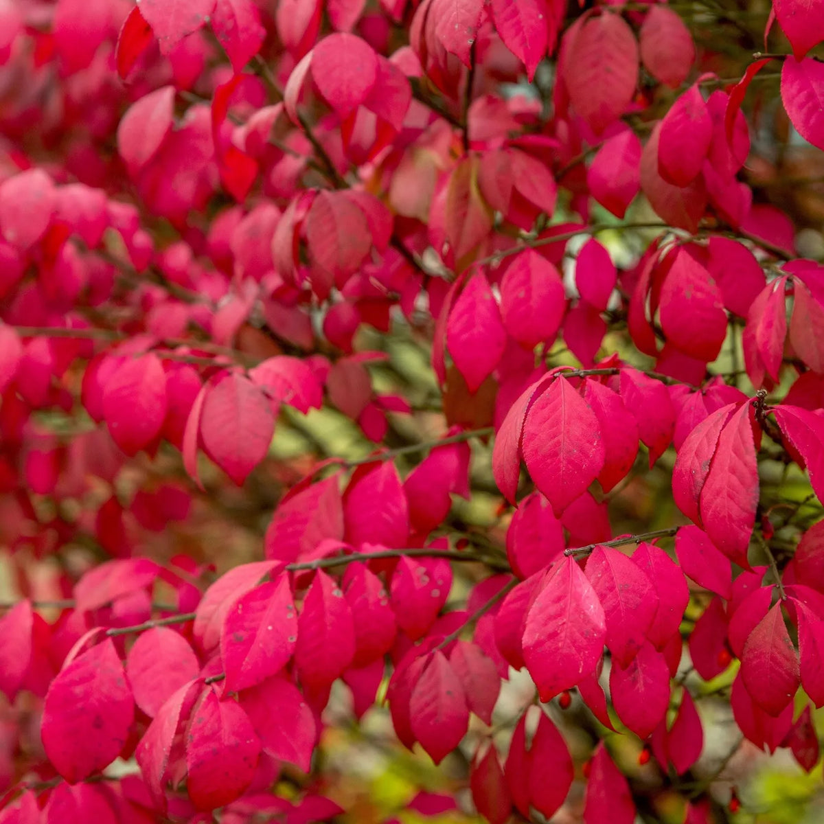 Burning Bush Live Plants - 8 Inch Bare Root - Euonymus alatus - Autumn Foliage, Low Maintenance Shrubs for Garden