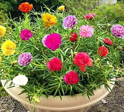 Moss Rose Seeds for Planting - Colorful Flower Variety - Portulaca Grandiflora - Drought-Resistant Ground Cover Seeds