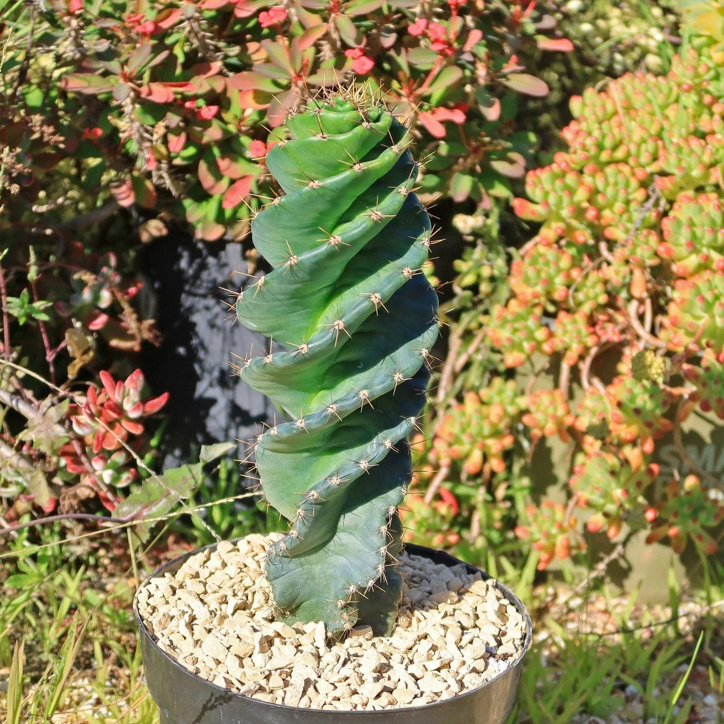 Spiral Cactus Plant 4-Inch Live Succulent Cereus forbesii 'Spiralis' Unique Decorative Houseplant