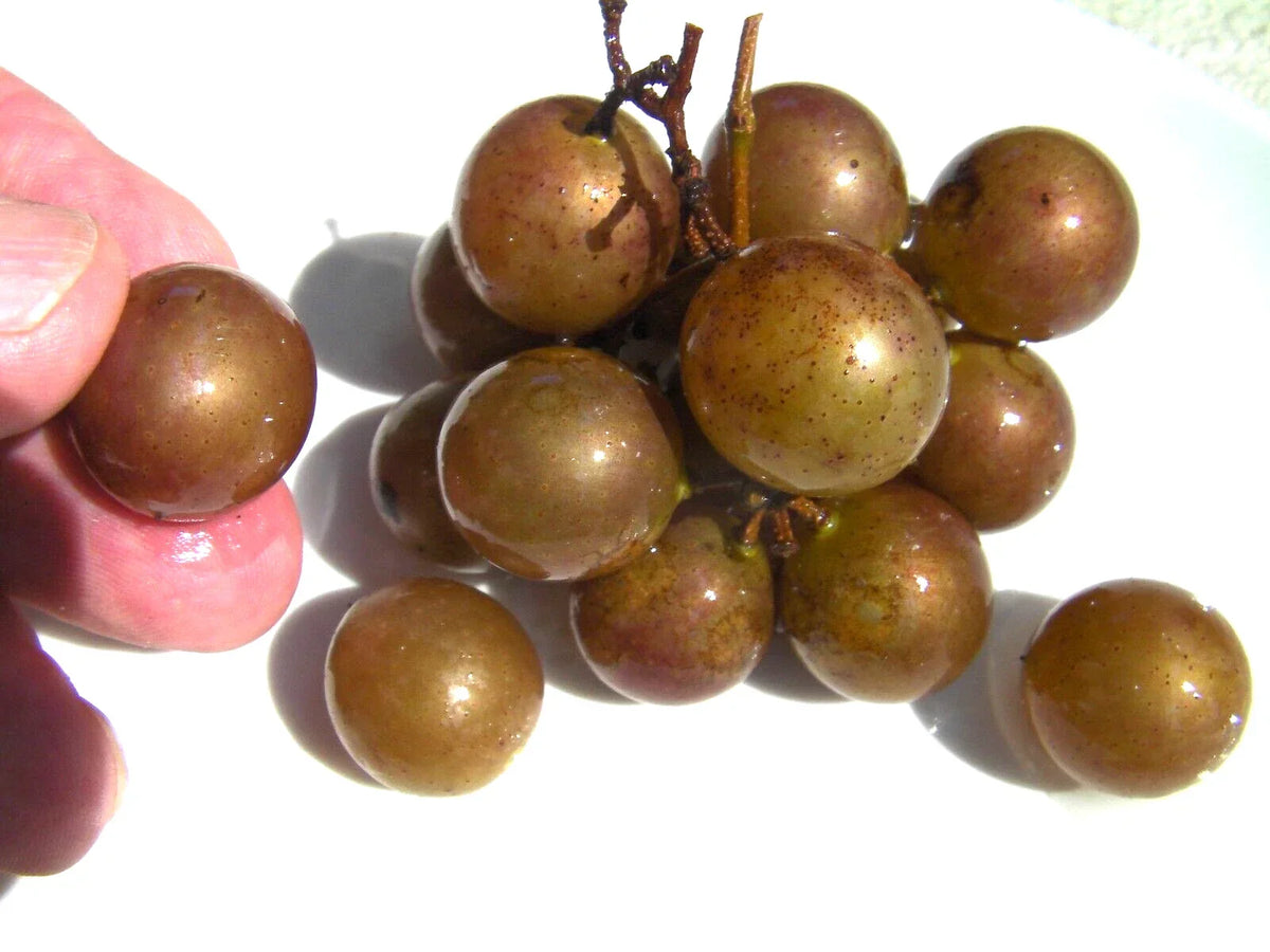 Muscadine Grape Seeds - 35 Seeds - Bronze Carlos - Vitis rotundifolia - Sweet Flavor for Gardens and Wines