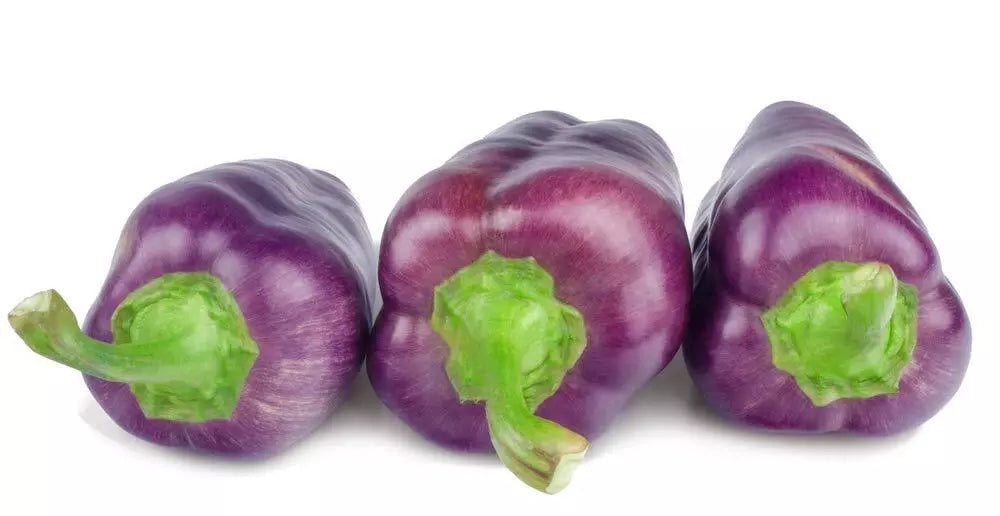 Purple Pepper Seeds - 100+ Seeds - Capsicum annuum - Versatile for Eating & Seasoning - Vibrant Purple Color