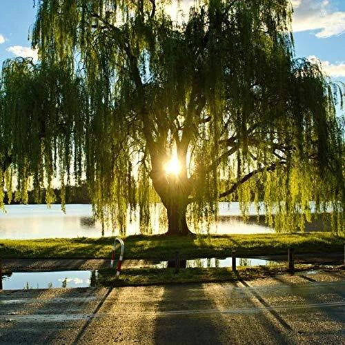 Golden Weeping Willow Tree - Live Plant - Salix babylonica - Memorial Gift - Ready to Plant - Vibrant Golden Foliage