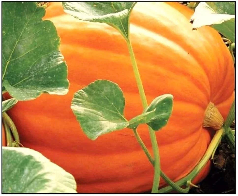 Big Max Pumpkin Seeds - 25 Non-GMO Giant Jack-O-Lantern Seeds - Cucurbita maxima for Planting
