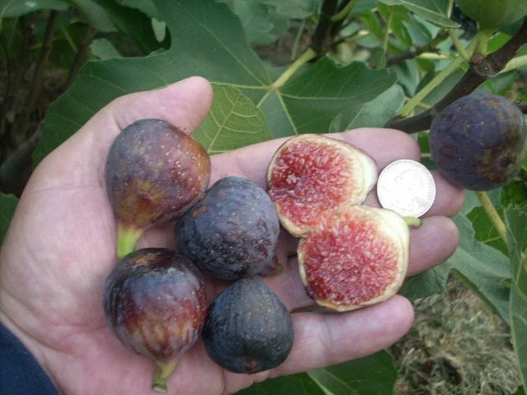 Fig Tree Cuttings - 6 Pieces - Ronde de Bordeaux - Delicious Black Figs - Ficus carica - Perfect for Home Garden and Propagation