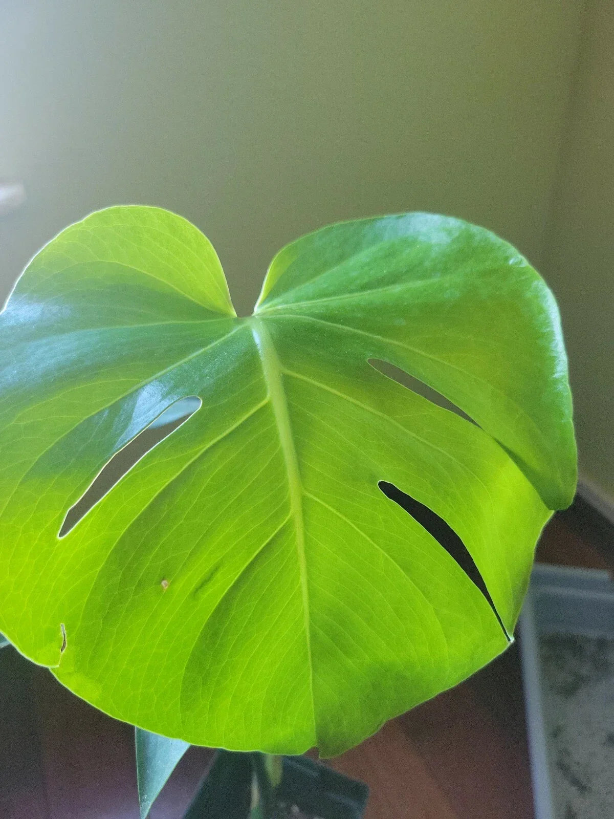 LIVE Monstera Deliciosa Plant - Split-Leaf Swiss Cheese - Easy Care Indoor Houseplant - Philodendron - Tropical Décor