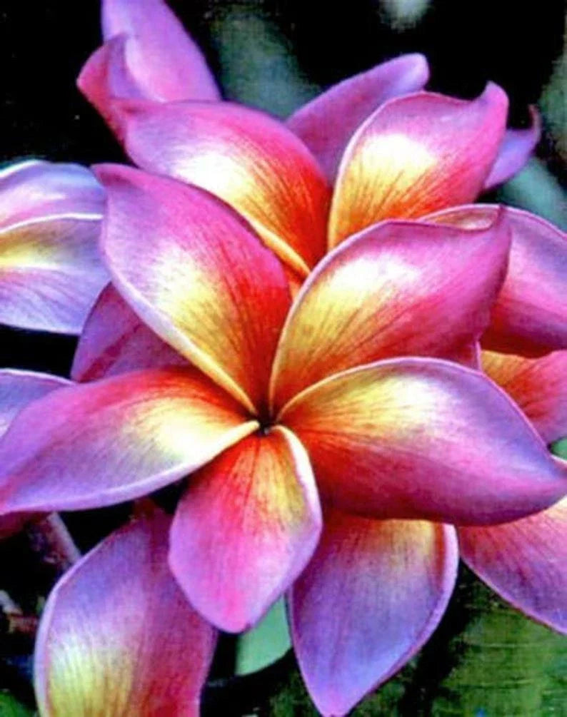 Plumeria Seeds - 5 Pack Bright Pink Yellow Orange Frangipani Seeds - Plumeria spp. - Perennial Tropical Flower Plant
