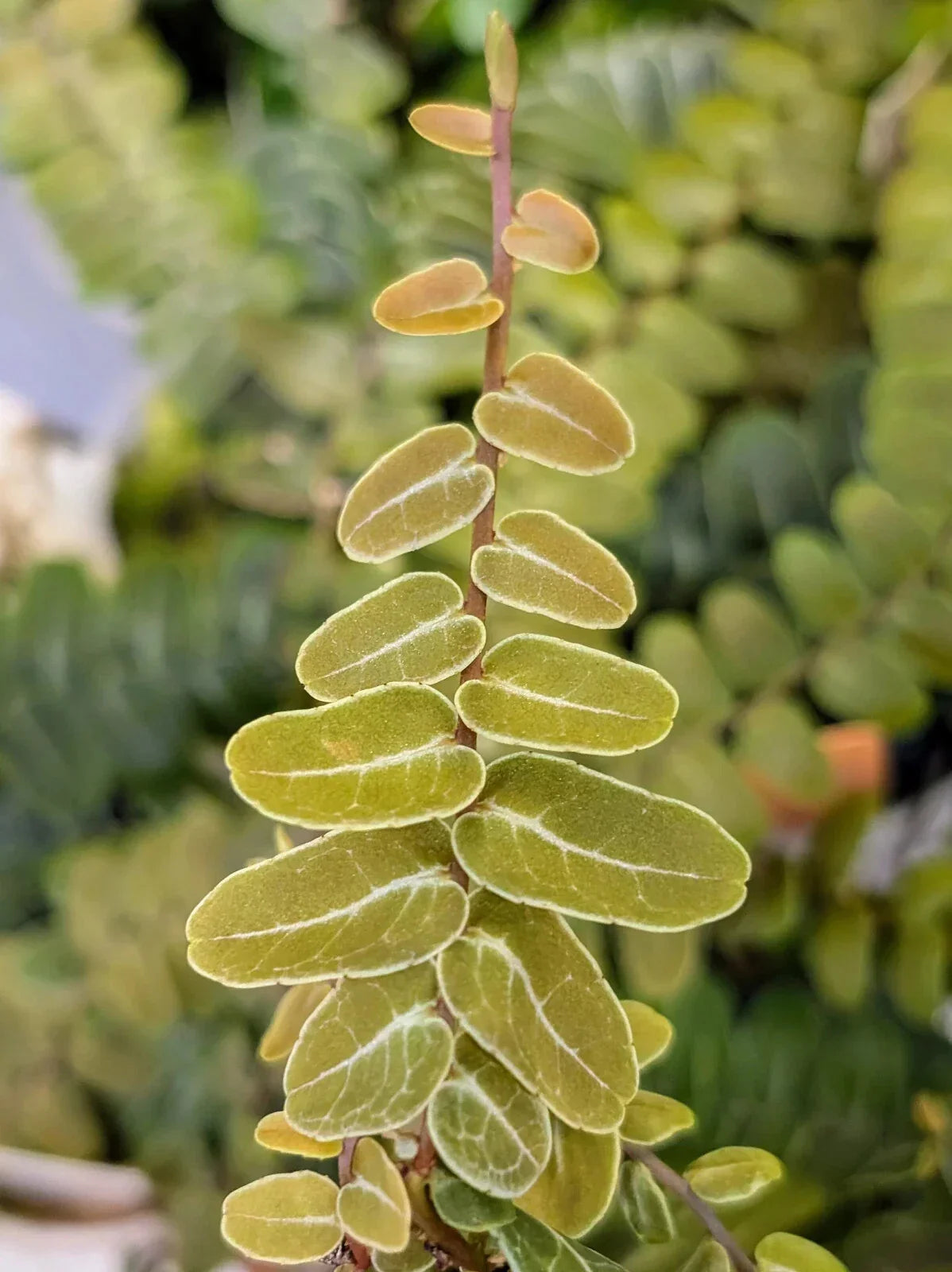 Marcgravia sp. Peru Cutting | 10-Leaf Indoor Plant | Unique Terrarium Plant for Home Decor | Easy Care Vining Greenery