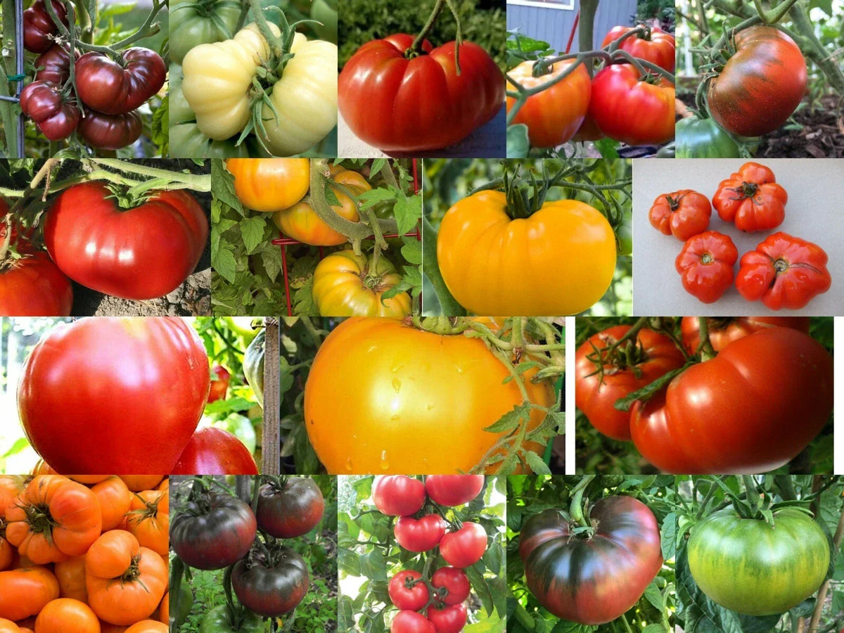 Beefsteak Tomato Variety Pack - Heirloom Seeds - Oxheart, Brandywine, Cherokee Purple, Black Krim - Solanum lycopersicum