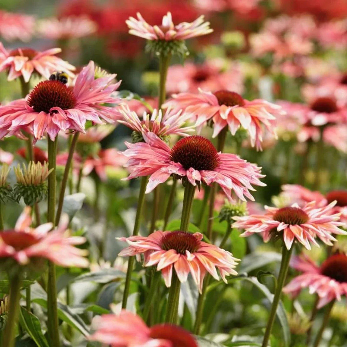 50 Coneflower Seeds - Playful Meadows Echinacea - Echinacea purpurea - Purple-Pink Perennial Flowers for Gardens