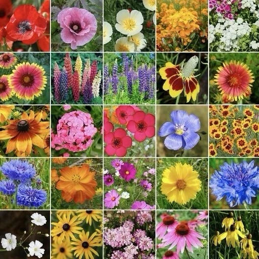 Midwest Wildflower Seed Mix 250g - 23 Native Varieties, Attracts Pollinators, Hummingbirds - Various Species