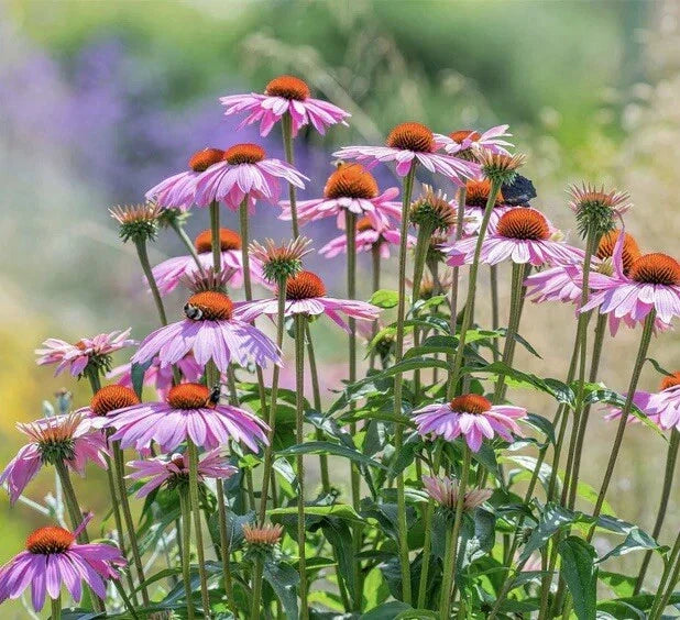 Purple Coneflower Seeds - 100+ Non-GMO Perennial Echinacea purpurea for Pollinators - Vibrant Purple Blooms