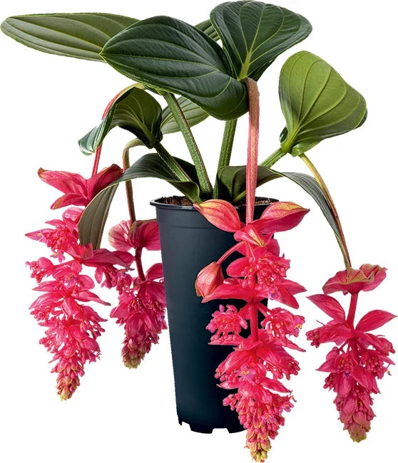 Royal Intenz Medinilla Plant Starter - Rare Live Well-Rooted Houseplant - Medinilla Magnifica - Indoor Gardening Essential