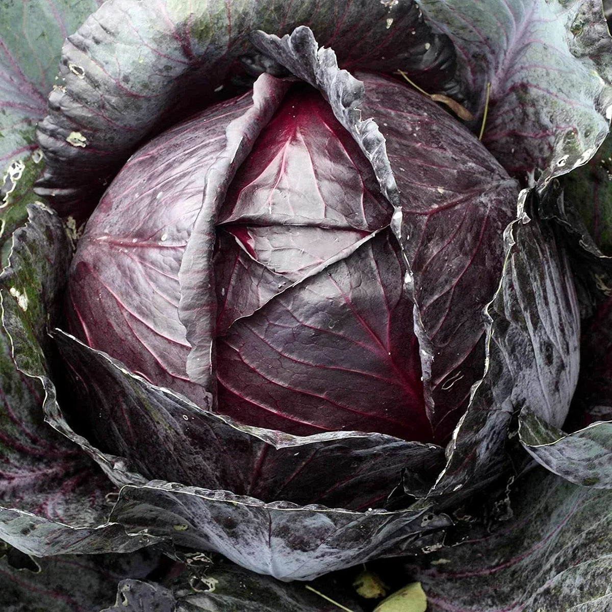 Red Acre Cabbage Seeds 500+ Non-GMO Heirloom Brassica oleracea for Home Garden