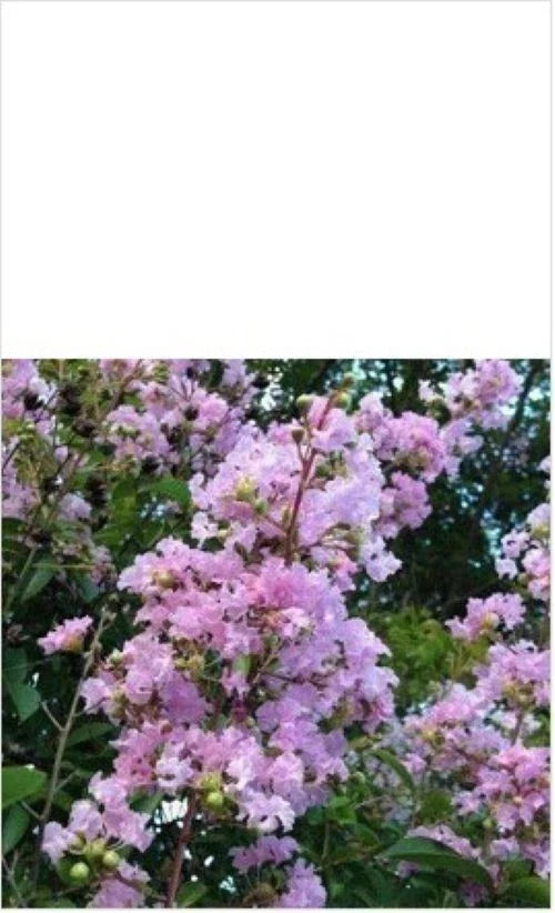 Crape Myrtle Tree Cuttings 3-4 Rhapsody In Pink Lagerstroemia indica - Vibrant Pink Blooms for Garden Landscaping