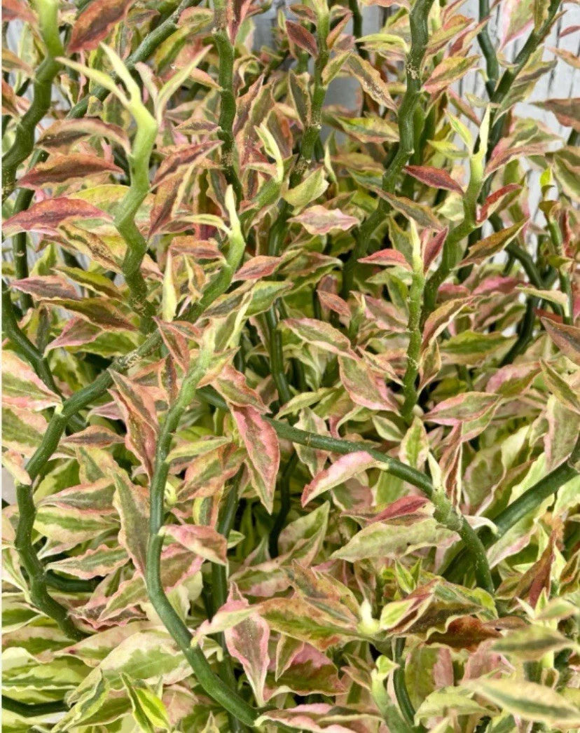 Devil's Backbone Cuttings 6+" Variegated Euphorbia Tithymaloides Organic - 8 Pieces for Easy Plant Propagation