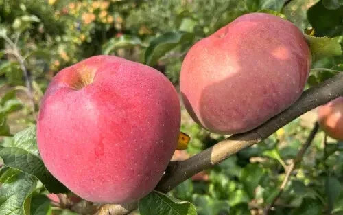Wolf River Apple Seeds - 25 Heirloom Seeds - Malus domestica - Sweet Apples for Garden Planting