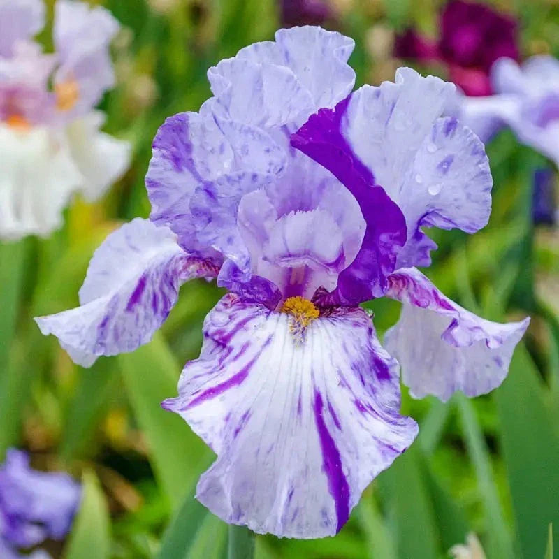 Tall Bearded Iris Rhizome - Eleanealope Reblooming - Iris germanica - Freshly Dug Plant for Vibrant Garden Blooms