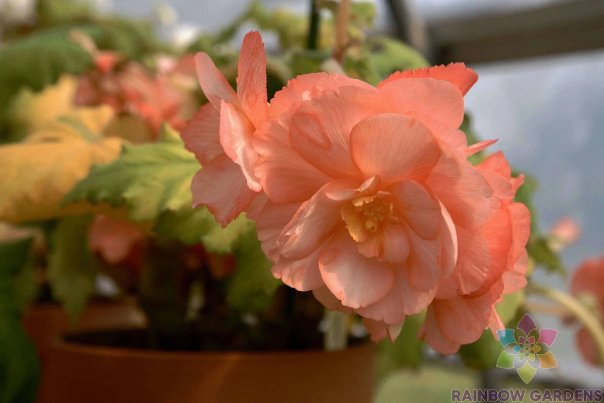 25+ Pink Pearcei Begonia Seeds - Begonia pearcei - USA Grown, High Germination Rate, Vibrant Pink Flowers for Garden Planting