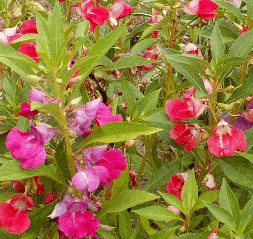Balsam Seeds 100+ Pack, Camellia Flowered Mix, Large Double Blossoms, Impatiens balsamina, Annual Flowering Seeds
