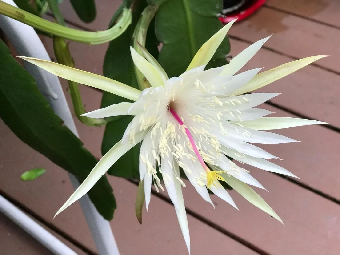 Epiphyllum Orchid Cactus Cuttings - 3 Pieces - Night Blooming Cereus Hookeri Strictum - Easy to Grow Indoor/Outdoor Plants