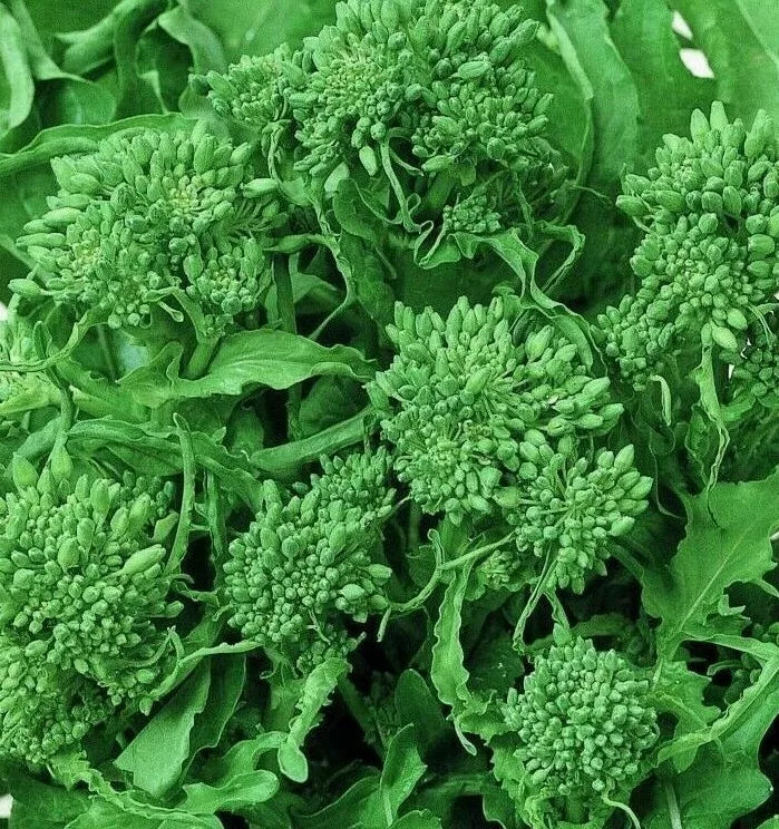 Broccoli Seeds 500+ Non-GMO Spring Raab Rapini Vegetable Seeds for Garden (Brassica rapa) - Organic Home Gardening